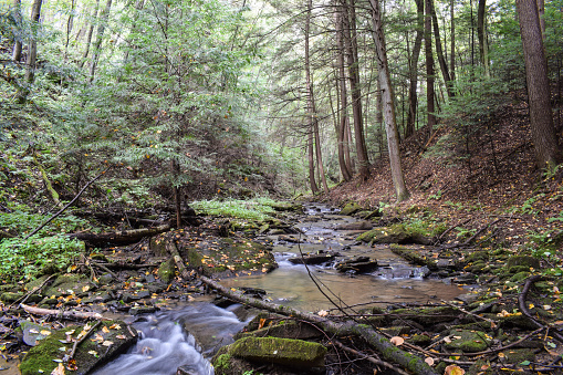 A small mountain stream flowing through the Allegheny Mountains of Pennsylvania.