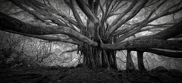 Infravermelho da árvore banyan - foto de acervo