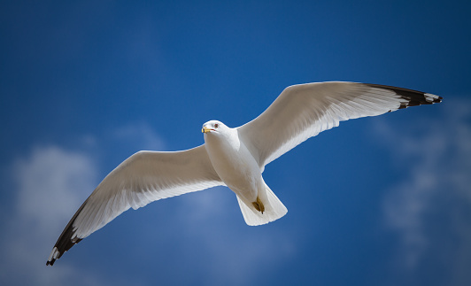 Looking up to a bright blue sky with soaring seagulls.