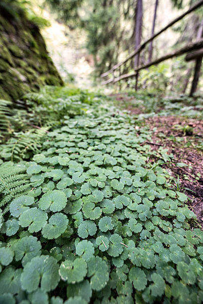 leśna ścieżka od dołu, szeroki kąt - footpath european alps fence woods zdjęcia i obrazy z banku zdjęć