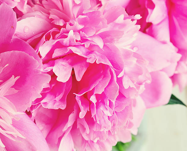 istock pink peonies in vase on white wooden surface 611098938