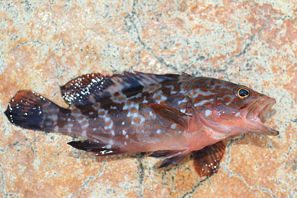 Redspotted grouper or Hong Kong grouper stock photo