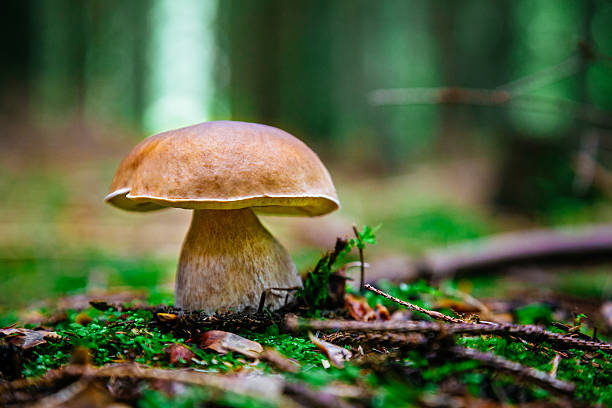 pão de penny (boletus edulis) na floresta - cepe - fotografias e filmes do acervo