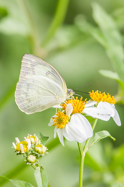 istock Beautiful butterfly on flower 611100290