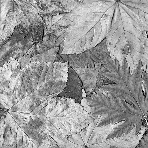 istock High Resolution Autumn Dry Maple Foliage B&W Background 611101154