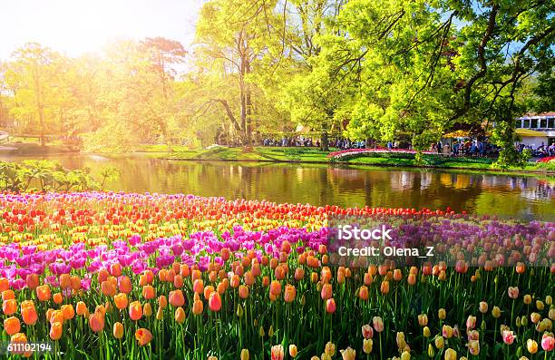 Blooming Flowers In Keukenhof Park In Netherlands Europe Stock Photo - Download Image Now