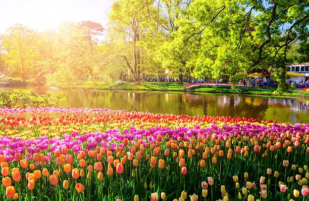 Photo of Blooming flowers in Keukenhof park in Netherlands, Europe.