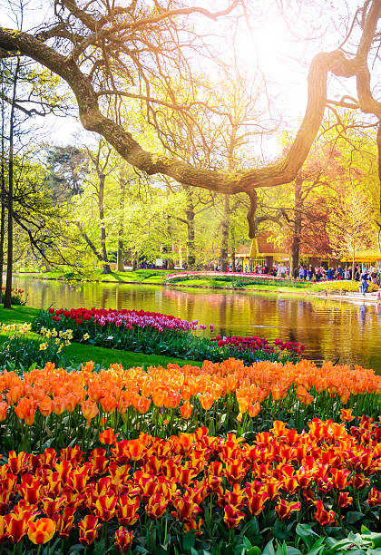 Blooming flowers in Keukenhof park in Netherlands, Europe. Colorful blooming flowers in Keukenhof park in Netherlands, Europe. keukenhof gardens stock pictures, royalty-free photos & images
