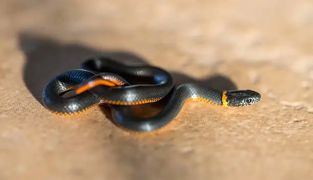 Photo of Pacific Ring-necked Snake - Diadophis punctatus amabilis, coiled