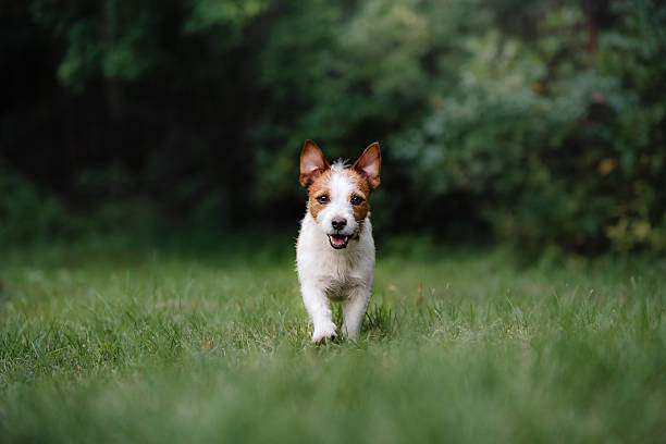 istock Dog Jack Russell Terrier walks through the grass 611102678