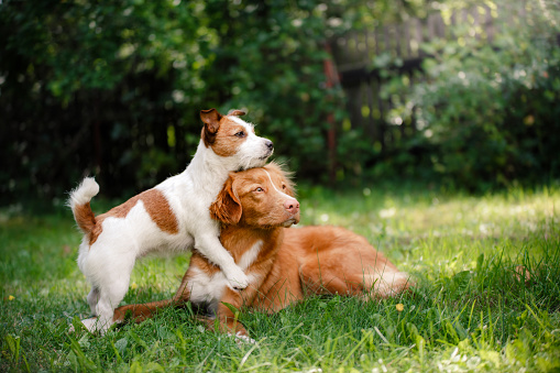 Dog Jack Russell Terrier and a Nova Scotia Duck Tolling Retriever lying on grass