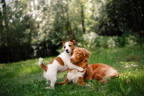 istock Two dogs in the grass 611102800