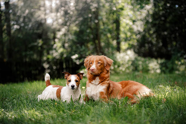 istock Two dogs in the grass 611102824