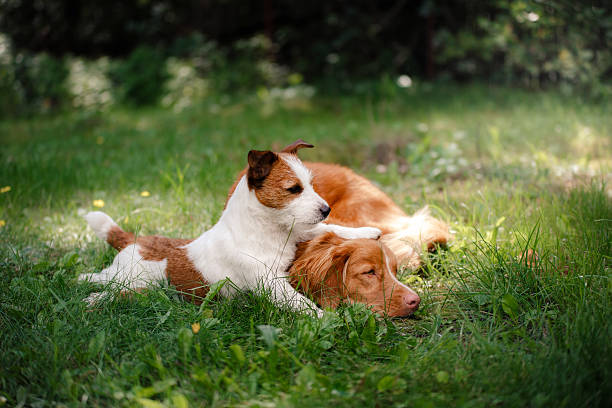 istock Two dogs in the grass 611102874