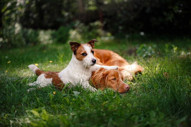 istock Two dogs in the grass 611102918