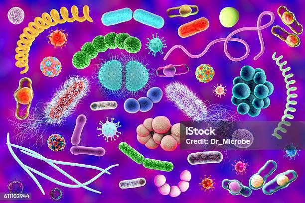 Mikroba Dengan Bentuk Yang Berbeda Foto Stok - Unduh Gambar Sekarang - Bakteri - Prokariota, Bakteri gonorea, Bentuk