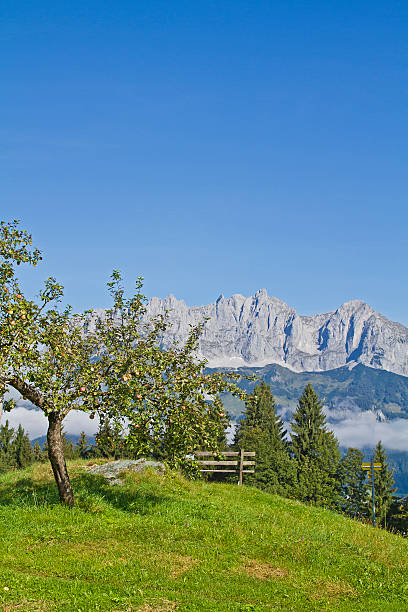 jabłoń i góry kaiser - ackerlspitze zdjęcia i obrazy z banku zdjęć