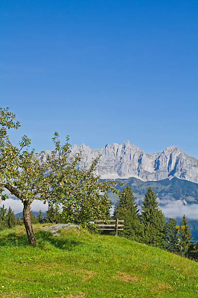 apple tree and mountains kaiser - ackerlspitze imagens e fotografias de stock