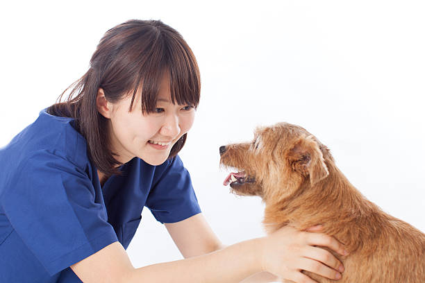 японская женщина-врач с собакой - doctor dog portrait animal hospital стоковые фото и изображения