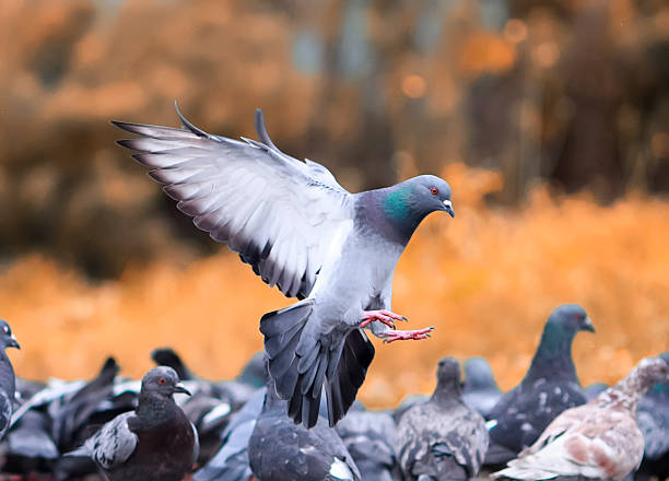 istock the grey dove flies  over the birds 611104068