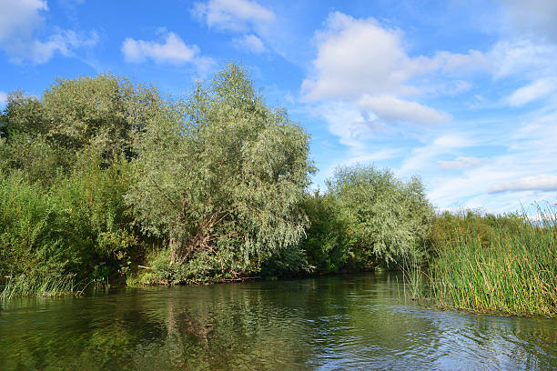 istock riverbank overgrown with willows and reeds 611105946