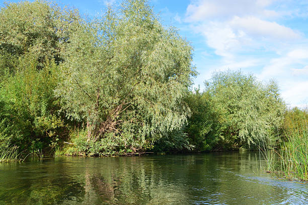 istock on the banks of a small river rising silver willow 611106070