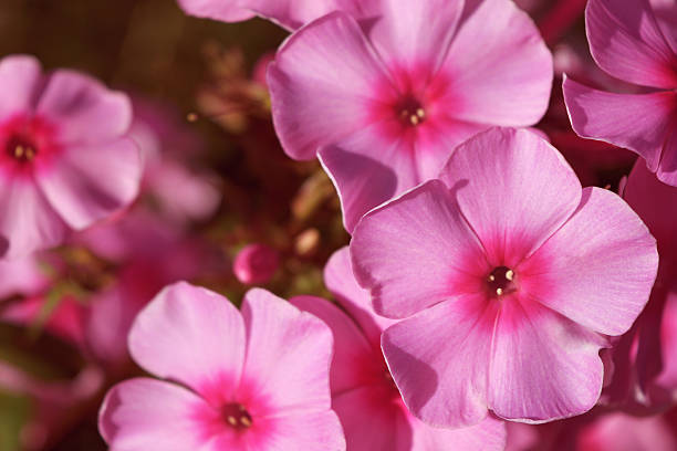 istock beautiful pale pink flowers, toning, background 611106548