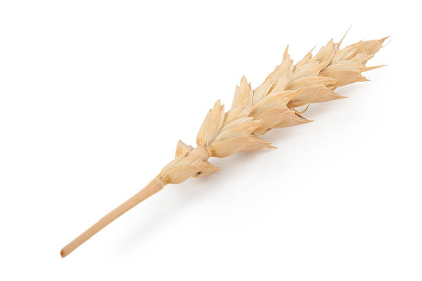 istock Ears of wheat 611107024