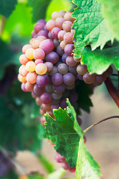 uvas na vinha - agriculture purple vine grape leaf imagens e fotografias de stock