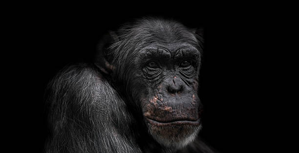 istock Thinking chimpanzee portrait isolated on black background 611108198