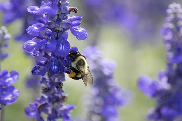 Yellow and blue bumblebee on a purple salvia flower