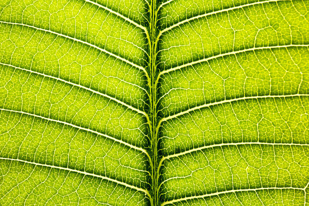 Free Stock Photo of Veiny texture of a vibrant green leaf | Download ...