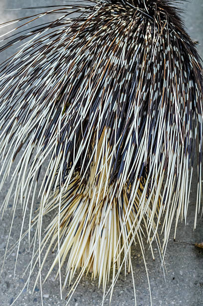 Crested porcupine back view - Hystrix cristata