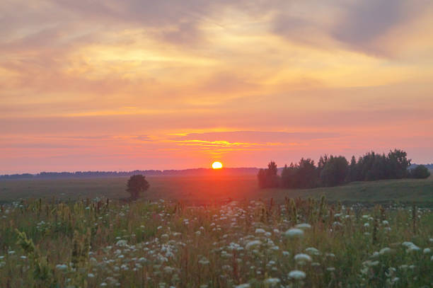 istock field with green grass and red poppies 611170108