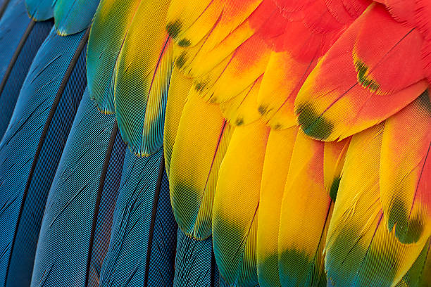 plumage coloré ara - couleur saturée photos et images de collection