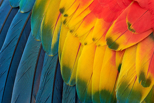 ara colorato plumage - tropical rainforest forest green abstract foto e immagini stock