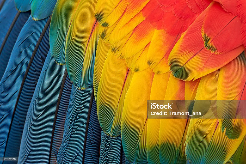 Colorful Macaw Plumage Feather Stock Photo