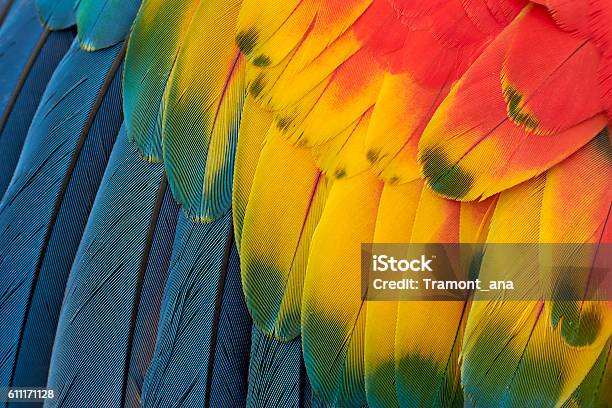 Colorful Macaw Plumage Stock Photo - Download Image Now - Feather, Parrot, Multi Colored