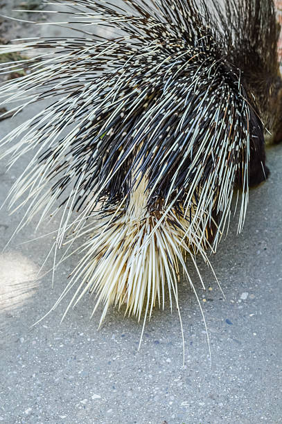 istock back view of a Crested porcupine - Hystrix cristata 611171336