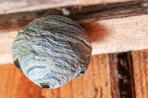 round hornets nest hanging on the wooden board