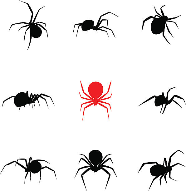 черная вдова паука в стиле силуэт - widows walk stock illustrations