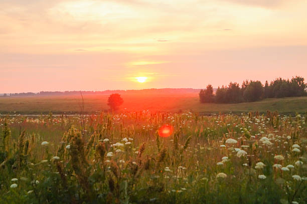 istock Beautiful sunset on green field grass background 611173082