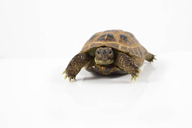 istock Russian Tortoise isolated on white background 611173190