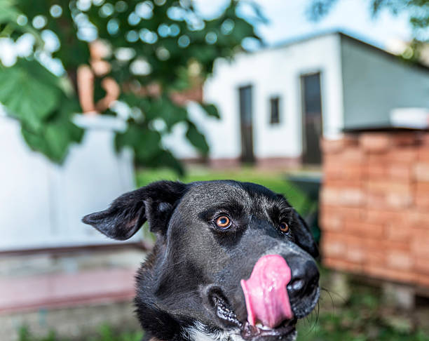 istock Dog black white color 611173518