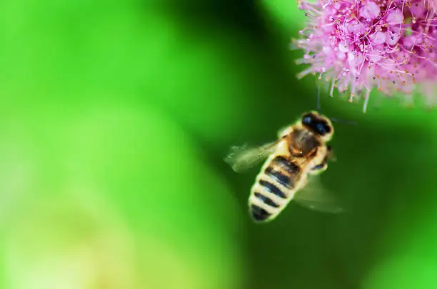 bee flying to flowers