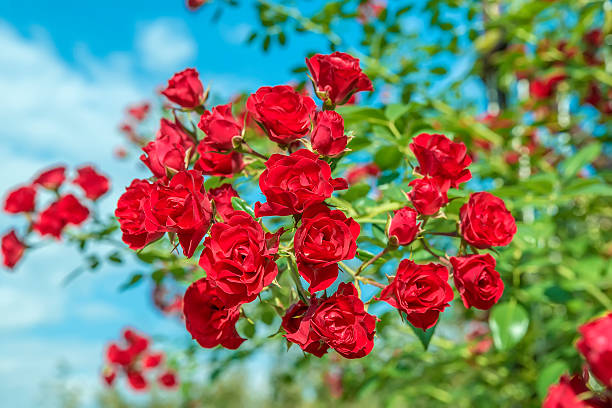 istock Bush flowers bloomed red roses 611175536