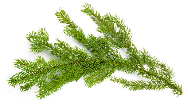 istock Pine branch isolated on white background. Top view. 611176306
