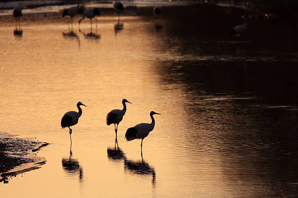istock Japanese crane or Red-crowned Crane 611179660