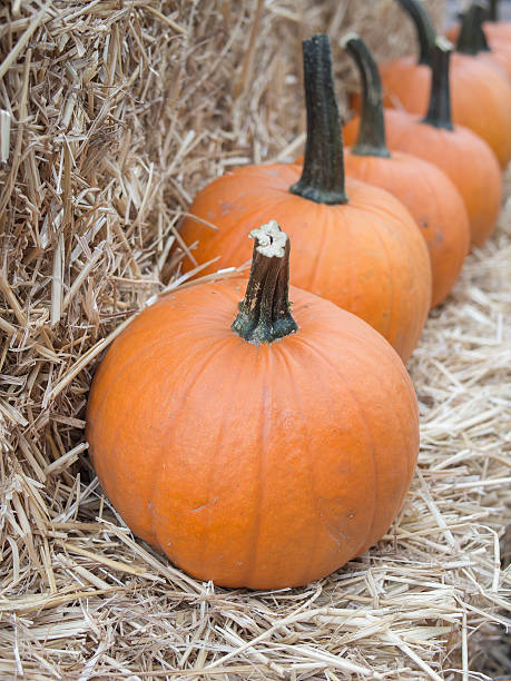 istock Harvest: A Row of Pumpkins On Hay 611180678