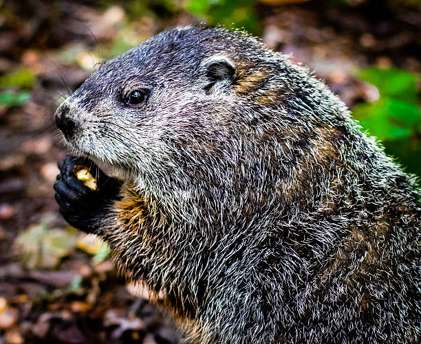 świstak jedzenie żołędzi - groundhog animal animal behavior beauty in nature zdjęcia i obrazy z banku zdjęć